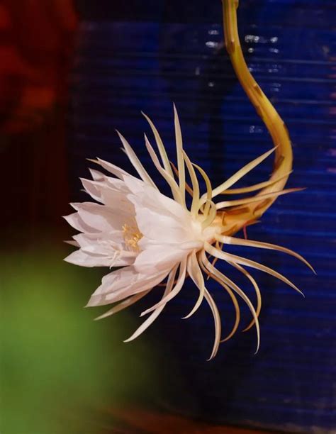 曇花開 風水|【曇花開 風水】「曇花風水大揭密—開花帶來好運，讓你家裡風。